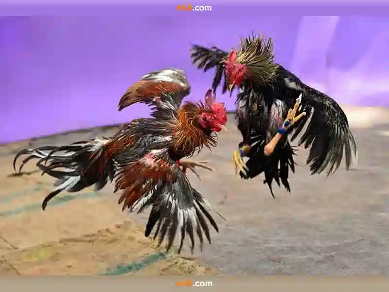 Nguồn gốc và Sứ mệnh của 66b. com