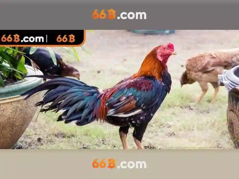 66B là gì và tại sao nó quan trọng