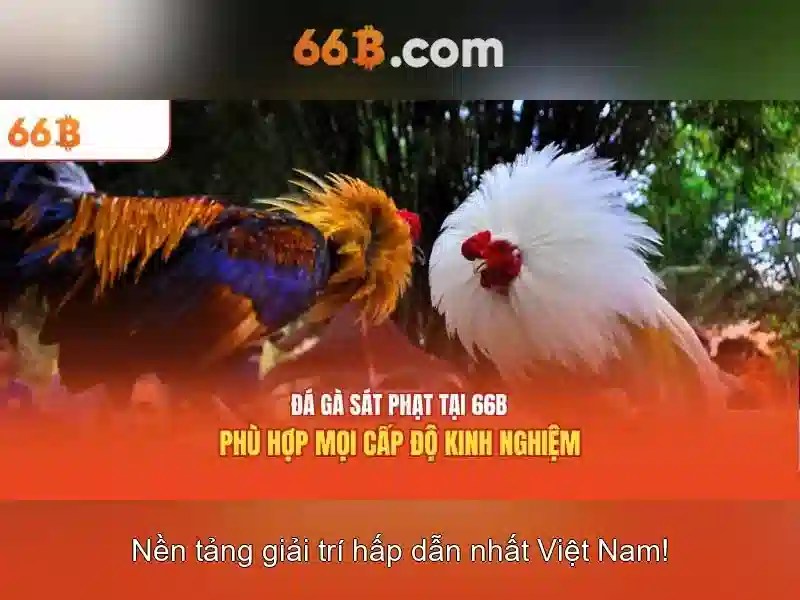66b: Khám phá một khái niệm công nghệ Giao diện nhà cái hoàn hảo